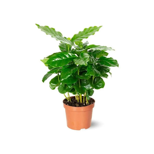  Coffea Arabica - Caféier Arabica - Plante D'intérieur - ↕ 20-30 Cm - ⌀ 14 Cm - Plante à Café