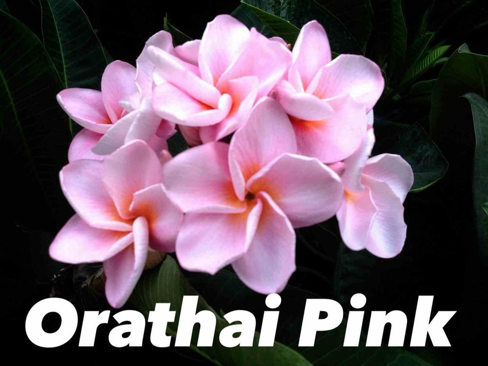  Plumeria Rubra "orathai Pink" (frangipanier) Pot De 2 Litres ? 20/30 Cm