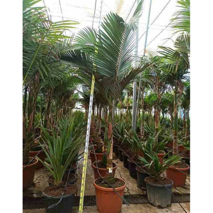  Archontophoenix Alexandrae (palmier Royal) Pot De 8l Plusieurs Troncs 100/125cm
