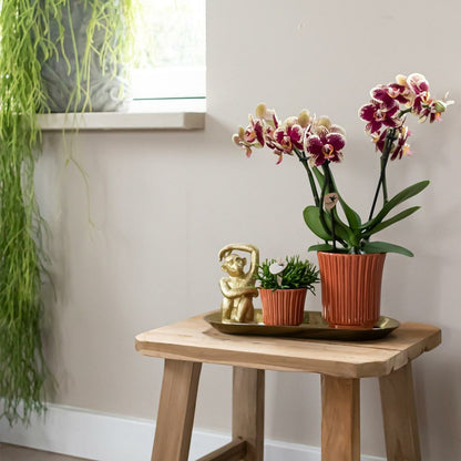  Kolibri Orchids - Boîte Surprise Monochrome - Boîte Avantageuse Pour Les Plantes - Avec 4 Orchidées