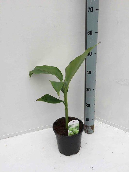  Musa Basjoo Sp. Sapporo (bananier Rustique)- Pot De 2 Litres ? 30/40 Cm