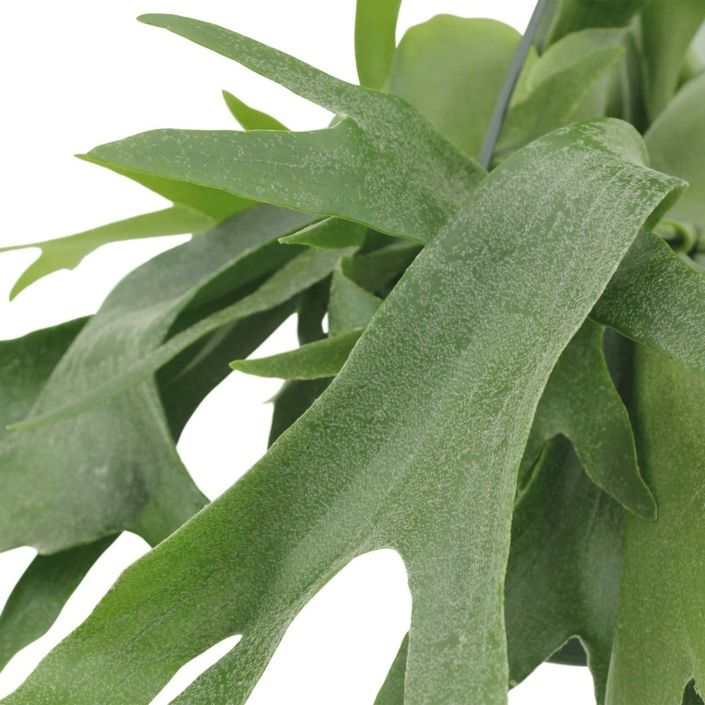  Fougère De Cerf - H50cm, ø21cm - Plante D'intérieur Tombante