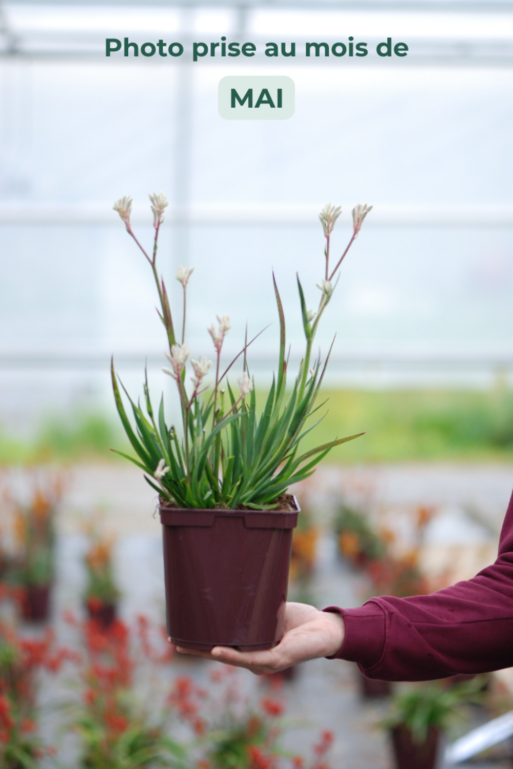  Anigozanthos 'bush Diamond' - En Pot De 3 Litres