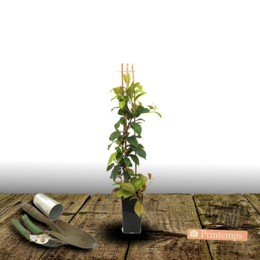  Hortensia Grimpant Seemanii/[-]pot De 3l - Echelle Bambou 60/120 Cm