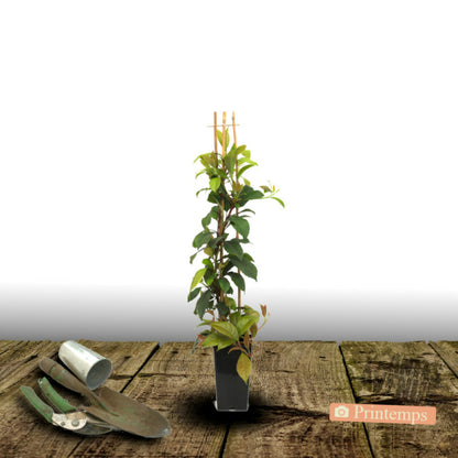  Hortensia Grimpant Seemanii/[-]pot De 3l - Echelle Bambou 60/120 Cm