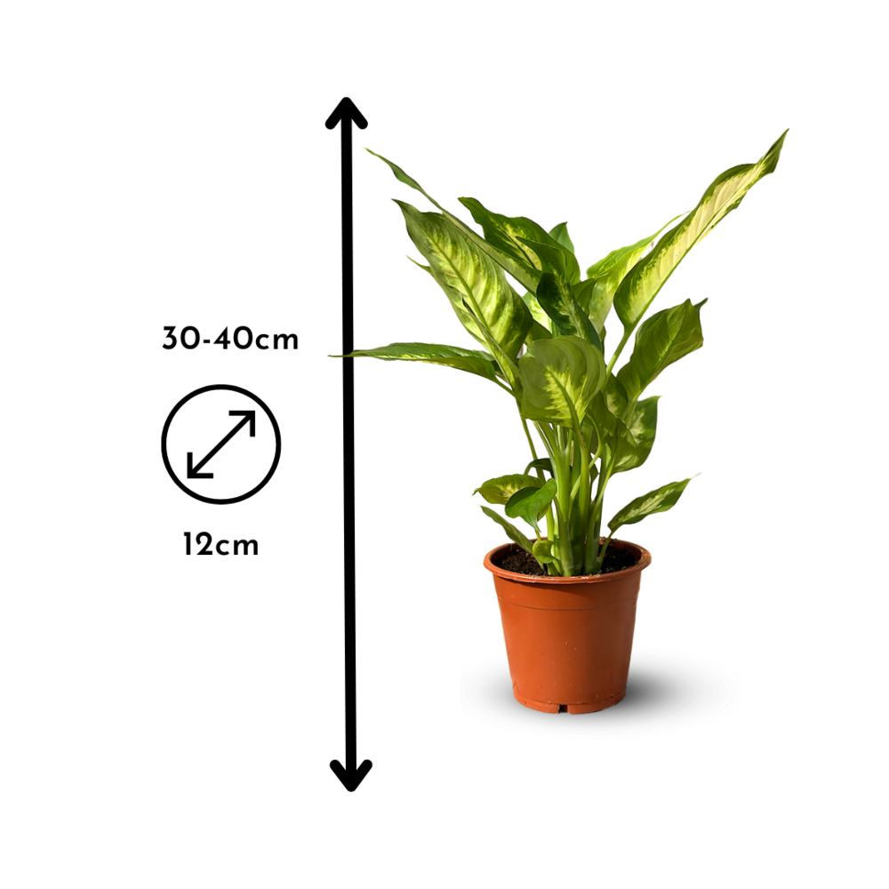  5x Mélange De Plantes D'intérieur - ↕ 30-40 Cm - ⌀ 12 Cm - Lot De 5 - Purificateur D'air