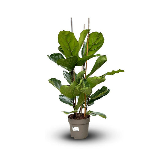  Ficus Lyrata - ↕ 80-90 Cm - ⌀ 20 Cm - Plante D'intérieur