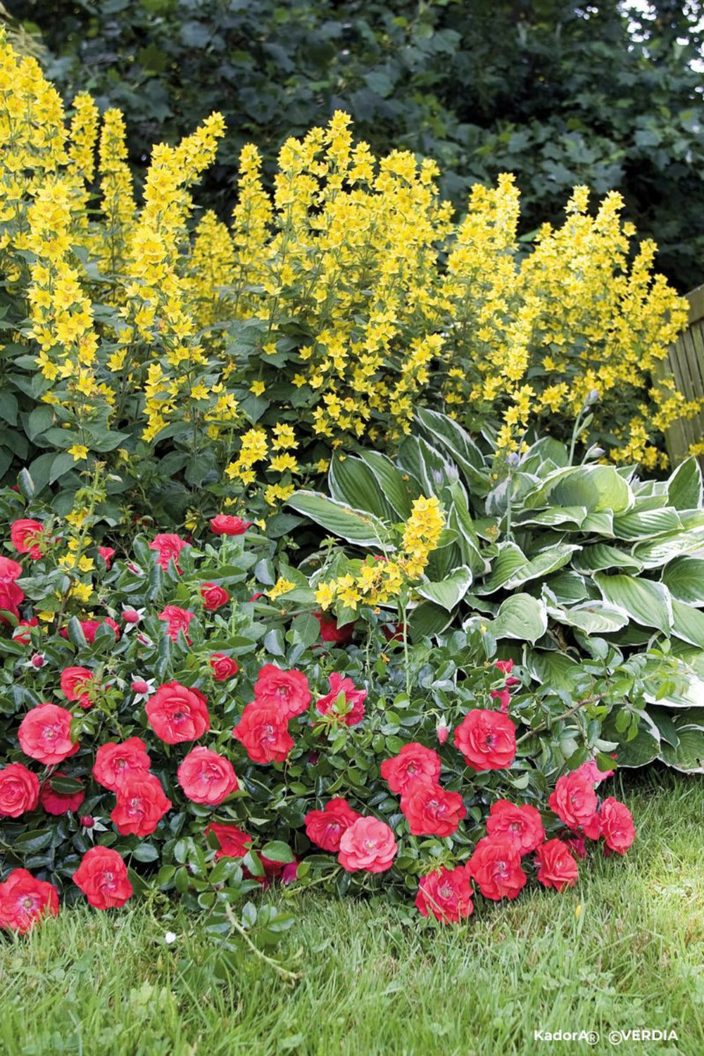  Rosier Décorosiers ? 'kadora ?' - En Pot De 2 Litres
