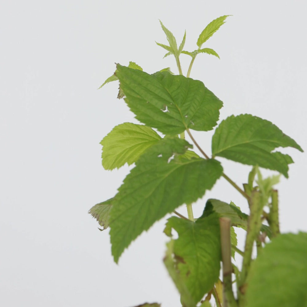  Framboisier - Set De 2 - Rubus Idaeus 'malling Promise' - H50-60cm - ⌀15cm