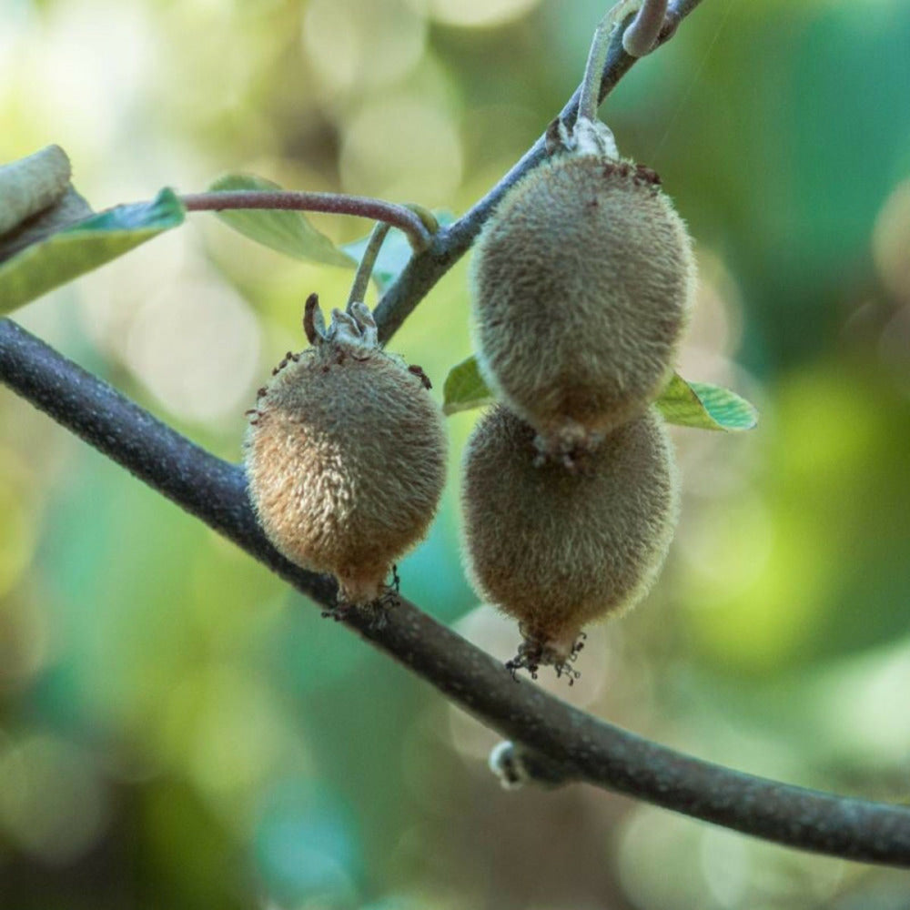  Kiwi Chinensis Solo (autofertile)/[-]pot De 3l - Echelle Bambou 60/120 Cm