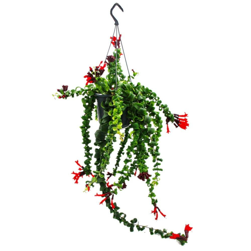  Plante De Rouge à Lèvres - Aeschynanthus 'rasta' - Plante Suspendue En Pot à Ampoule De 15cm
