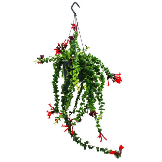  Plante De Rouge à Lèvres - Aeschynanthus 'rasta' - Plante Suspendue En Pot à Ampoule De 15cm