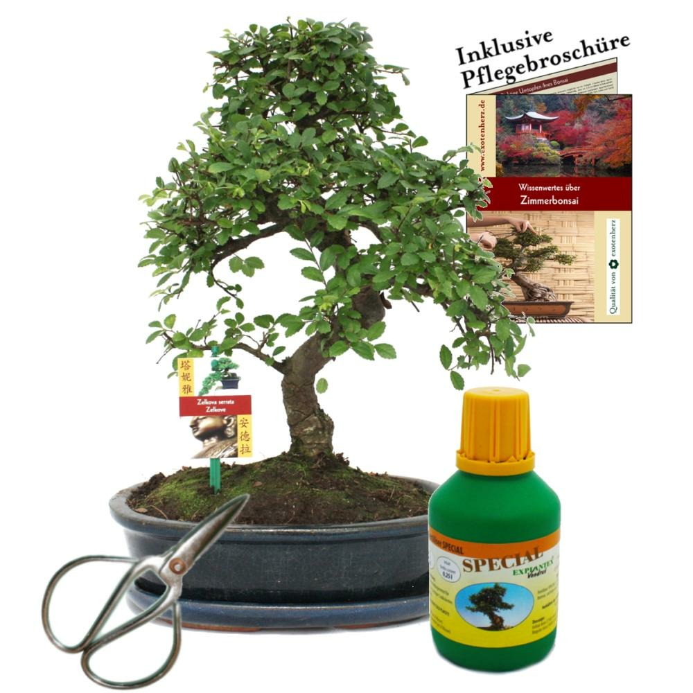  Bonsaï - Chin. Orme - Ulmus Parvifolia - Environ 10 Ans Bol 25cm - Coffret Cadeau Avec Ciseaux Et Engrais