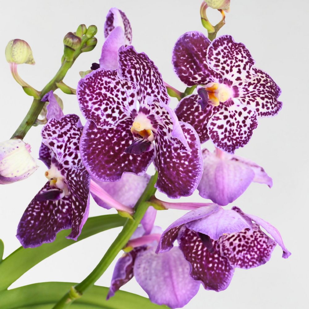  Orchidée - Vanda 'lila' - Hauteur 55-65cm