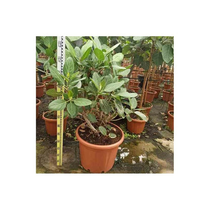  Ficus Benghalensis 'audrey' (figuier Des Banyans 'audrey') Pot De 65l - 70/100cm
