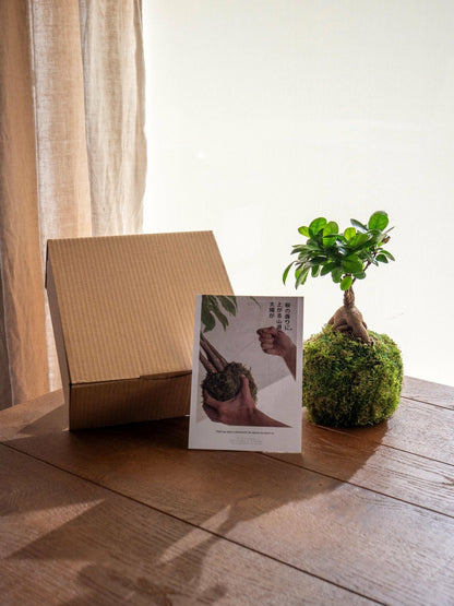  Kit Kokedama - Ficus