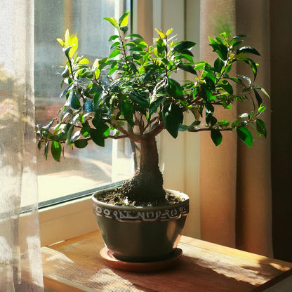  Bonsaï - Carmona Microphylla - Hauteur 25-30cm - ⌀15cm