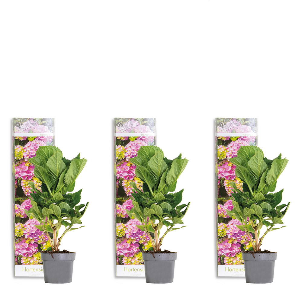  Hydrangea Macrophylla Early Pink - Hortensia - Hortensia Commun - Plantes De Jardin - 20-30 Cm
