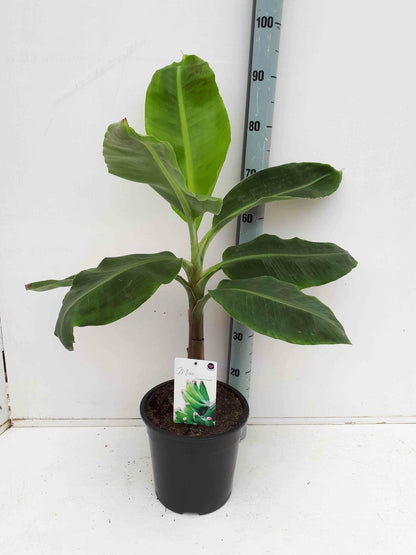  Bananier Musa Acuminata Cv. Specimen Super Dwarf Cavendish Pot De 110l 200/250cm