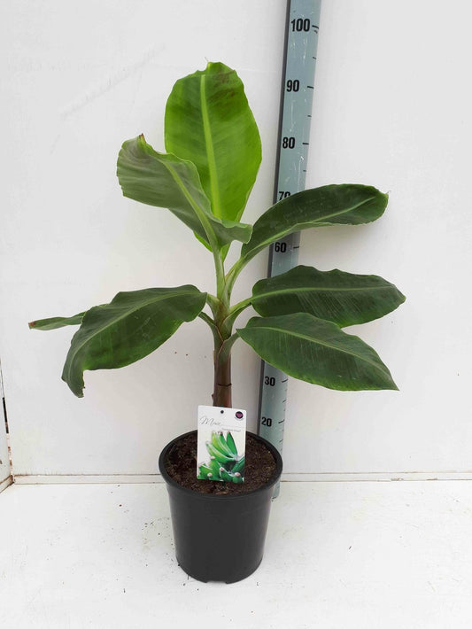  Bananier Musa Acuminata Cv. Specimen Super Dwarf Cavendish Pot De 110l 200/250cm