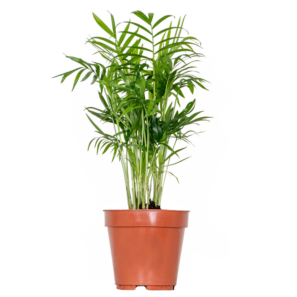  Chamaedorea Elegans - Palmier Nain Mexicain - Plante D’intérieur - Hauteur 30-40 Cm - Pot 12 Cm