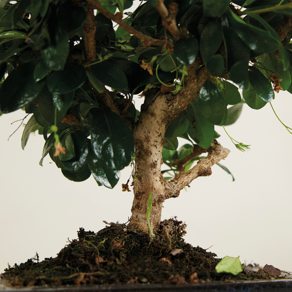  Bonsai Carmona - Forme Sphère - Bonsaï - Plantes D'intérieur - Hauteur 20-30 Cm - 15 Cm De Large