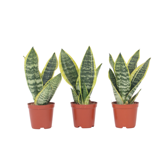 Langue De Belle-mère - Set De 3 - Sansevieria 'superba' - H35-40cm - ⌀12cm