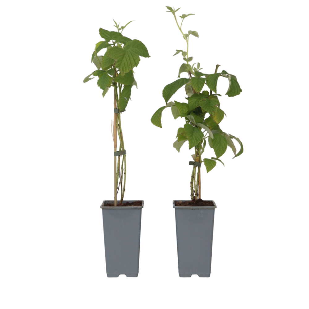  Framboisier - Set De 2 - Rubus Idaeus 'malling Promise' - H50-60cm - ⌀15cm