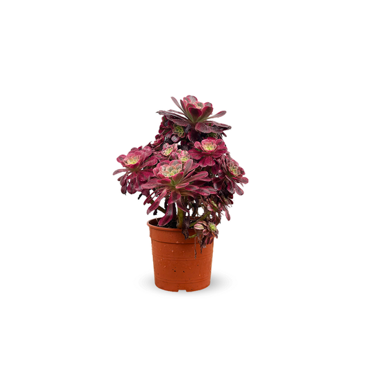  Aeonium Medusa - ↕ 35-40 Cm - ⌀ 21 Cm - Cactus Et Plantes Grasses