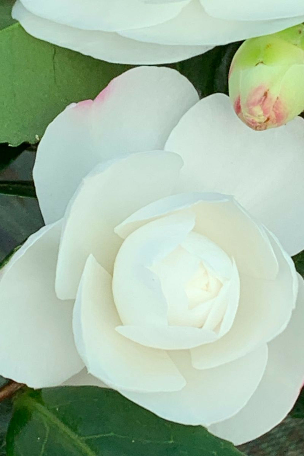  Camélia 'early Pearly' - En Pot De 4 Litres