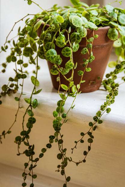  Lot De 6 - Callisia Repens - Plante Tortue - Comestible Pour Animaux - 10-20 Cm De Haut - Pot 12 Cm