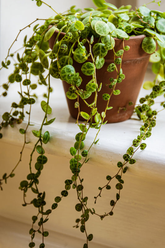  Lot De 6 - Callisia Repens - Plante Tortue - Comestible Pour Animaux - 10-20 Cm De Haut - Pot 12 Cm