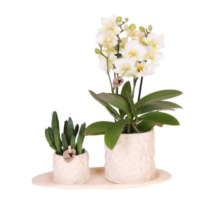  Kolibri Company Set Star Fish Small Phalaenopsis Blanc Orchidée Lausanne Et Succulente Y Compris Pots Décoratifs En Céramique