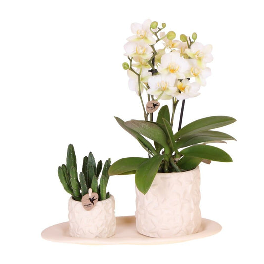  Kolibri Company Set Star Fish Small Phalaenopsis Blanc Orchidée Lausanne Et Succulente Y Compris Pots Décoratifs En Céramique
