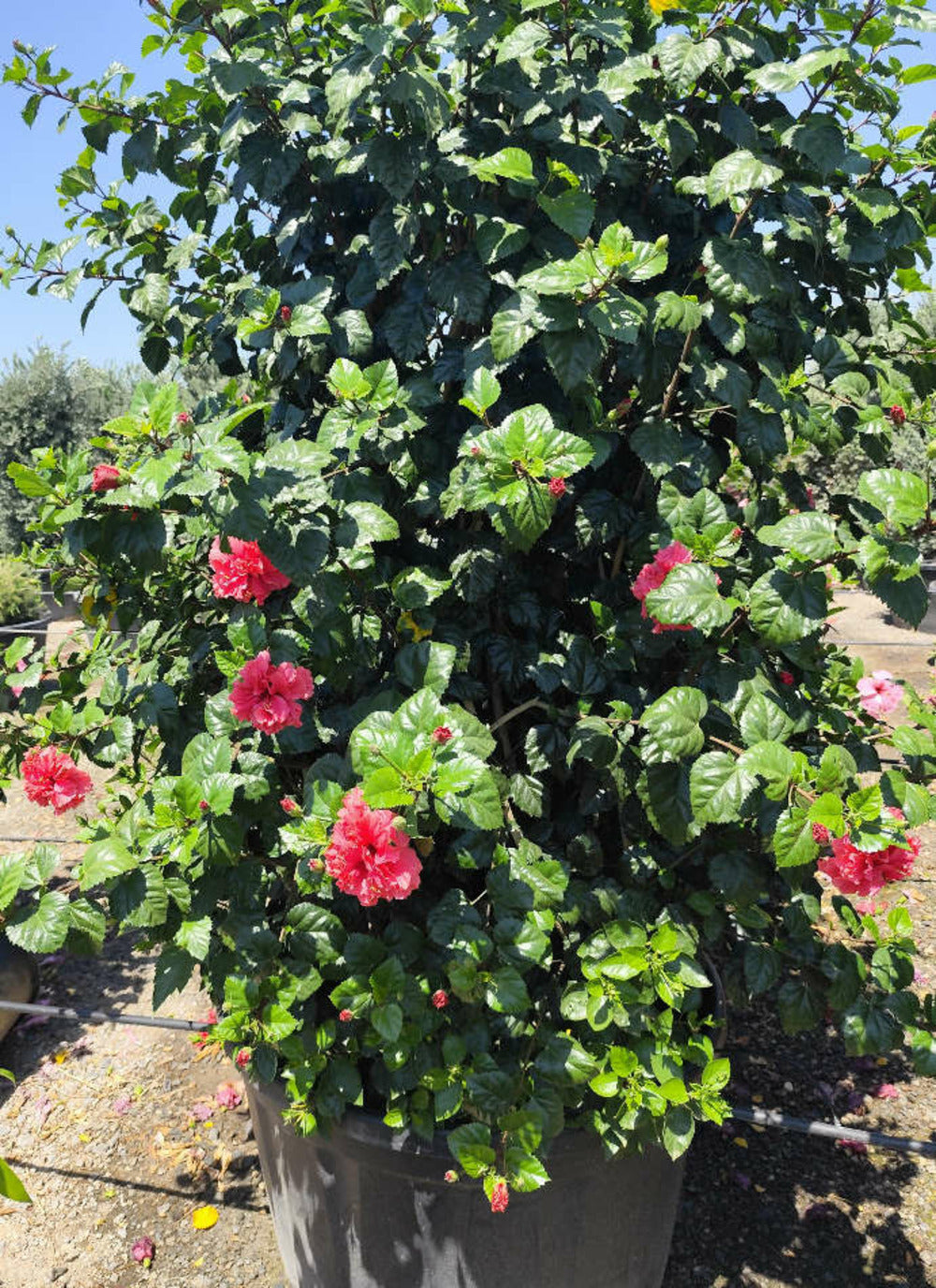  Hibiscus Rosa-sinensis (rose De Chine Ou Ketmie) Pot De 8 Litres ? 60/80 Cm