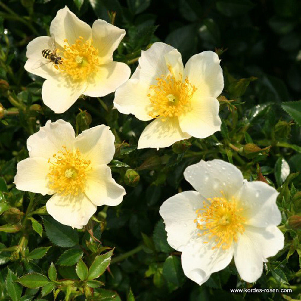  Kordes Nectar Rosier - Rosa 'sonnenröschen'®