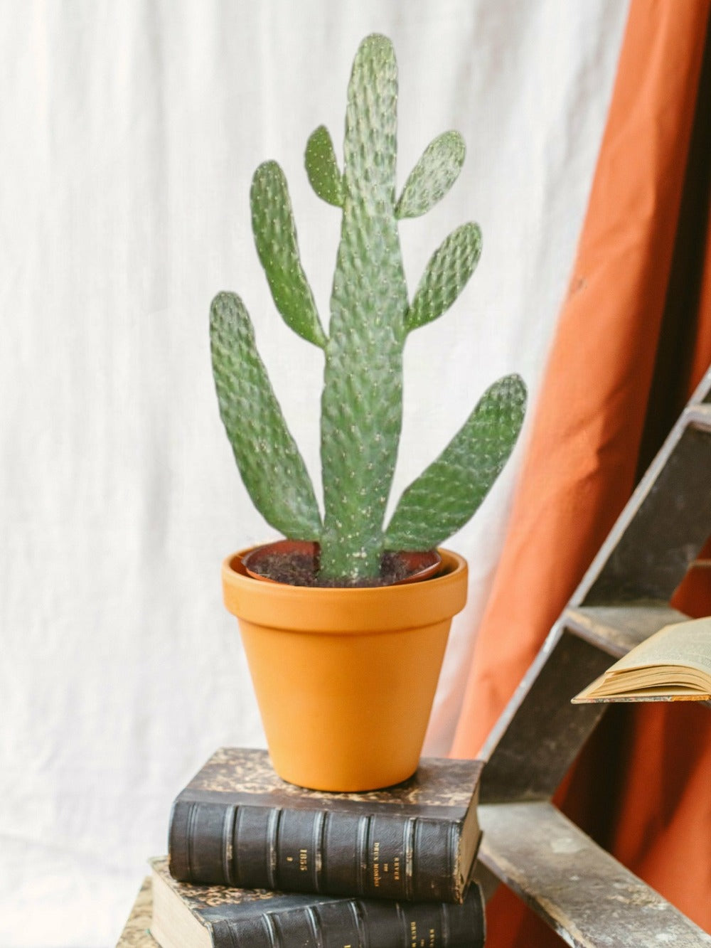  Opuntia Consolea 55cm - Plante D'intérieur