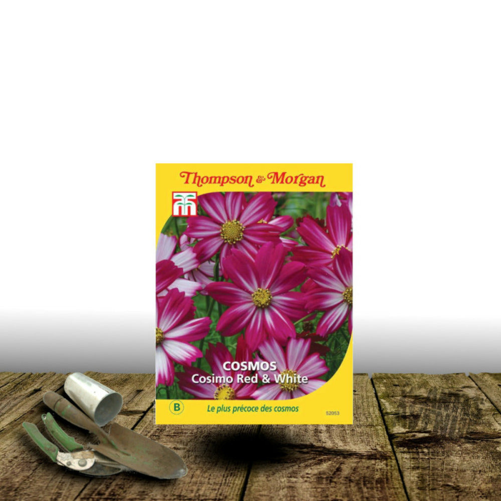 Graines De Cosmos Cosimo Red And White - Thompson & Morgan/[-]sachet