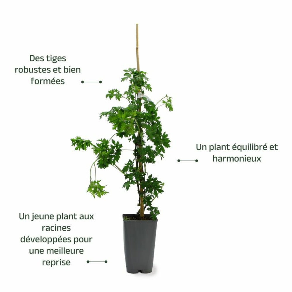  Mûre 'géante Des Jardins' (rubus Fruticosus 'géante Des Jardins')