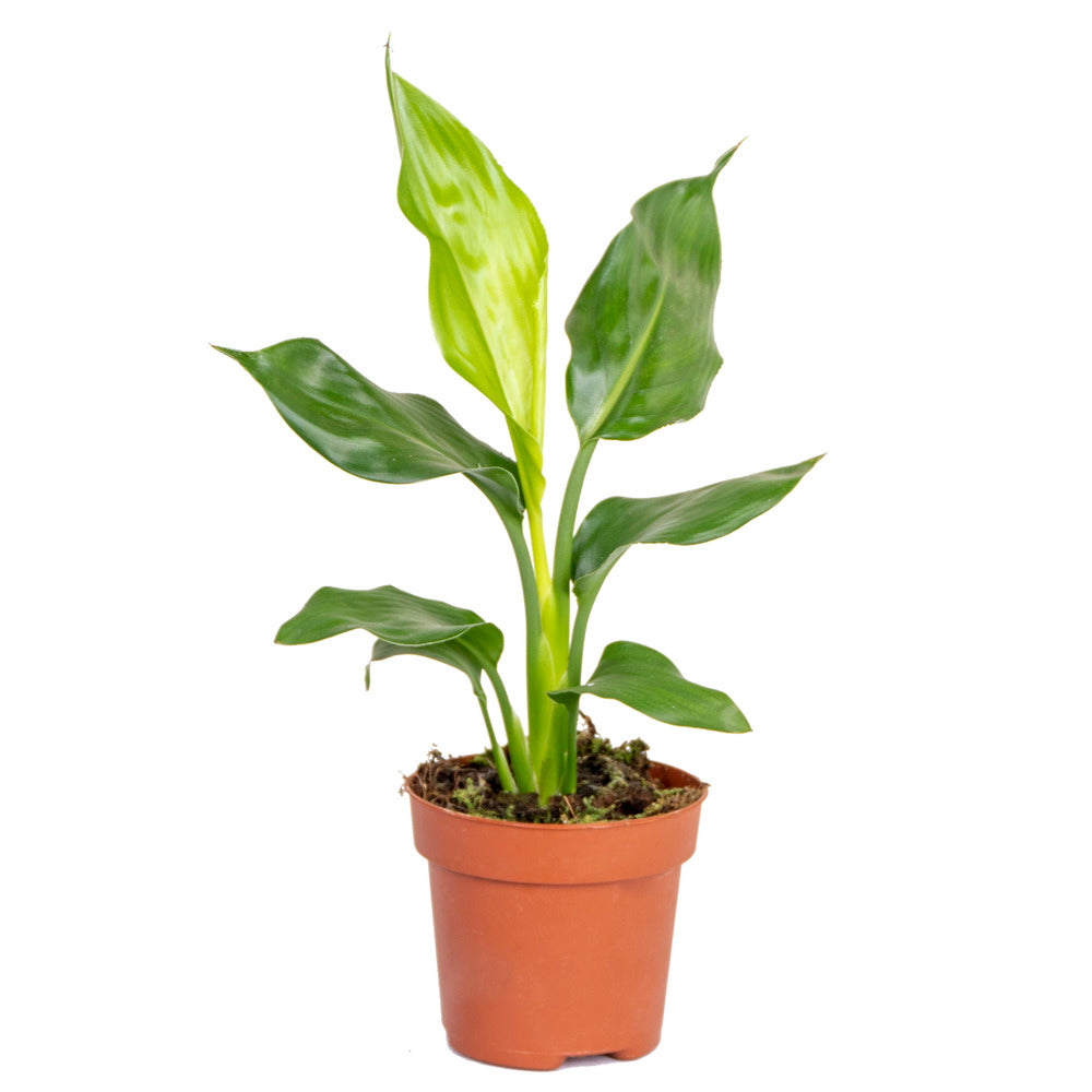 Strelitzia Reginae - Oiseau De Paradis - Plante D’intérieur - Hauteur 30-40 Cm - Pot 12 Cm