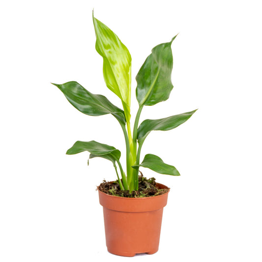  Strelitzia Reginae - Oiseau De Paradis - Plante D’intérieur - Hauteur 30-40 Cm - Pot 12 Cm