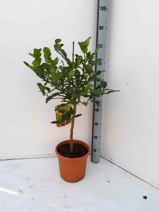  Citrus Hystrix Agrumes (combava, Kaffir Lime, Combawa, Cumbava) Pot De 9 Litres -140/160 Cm