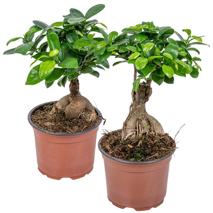  Lot De 2 - Ficus Ginseng - Bonsaï - Plantes D’intérieur - Dépolluante - Hauteur 20-30 Cm - Pot 12 Cm