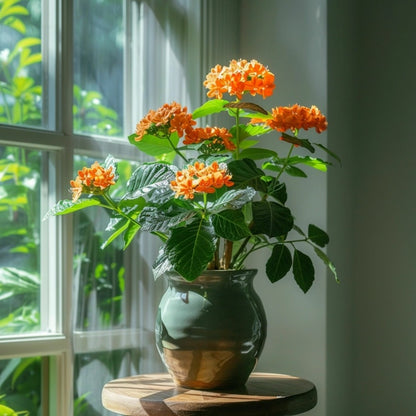  Fleur Du Feu - Set De 2 - Crossandra 'fortuna' - Hauteur 20-30cm - ⌀13cm