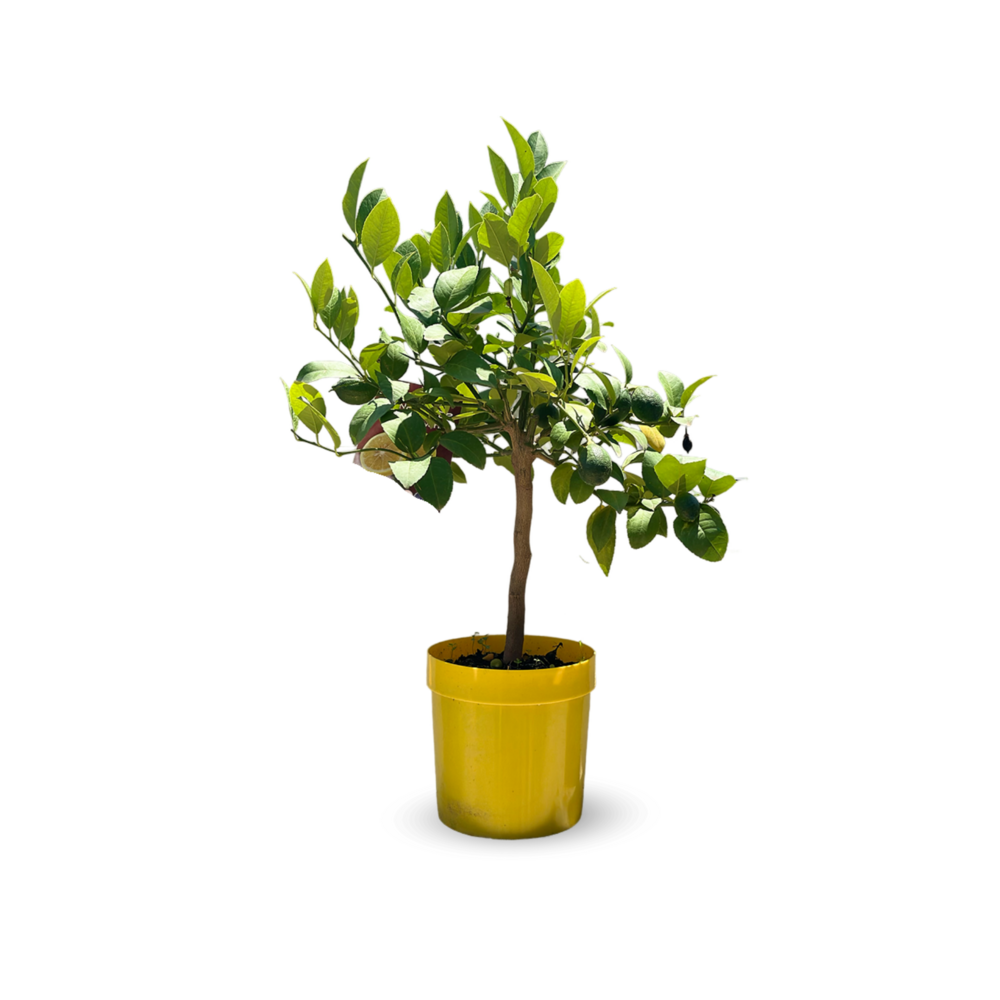  Citronnier Meyer - Citrus Meyer - Agrume Méditerranéen - Arbre Fruitier - ↕ 75-85 Cm - ⌀ 22 Cm