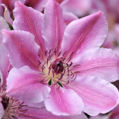  2 X Clématite 'nelly Moser' - Clematis 'nelly Moser' - 50-60 Cm Pot