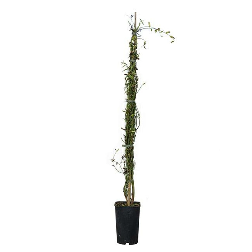  Jasmin Blanc Officinal Jasminum Officinalis 1,5l - 40/60cm