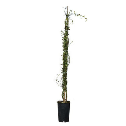  Jasmin Blanc Officinal Jasminum Officinalis 1,5l - 40/60cm