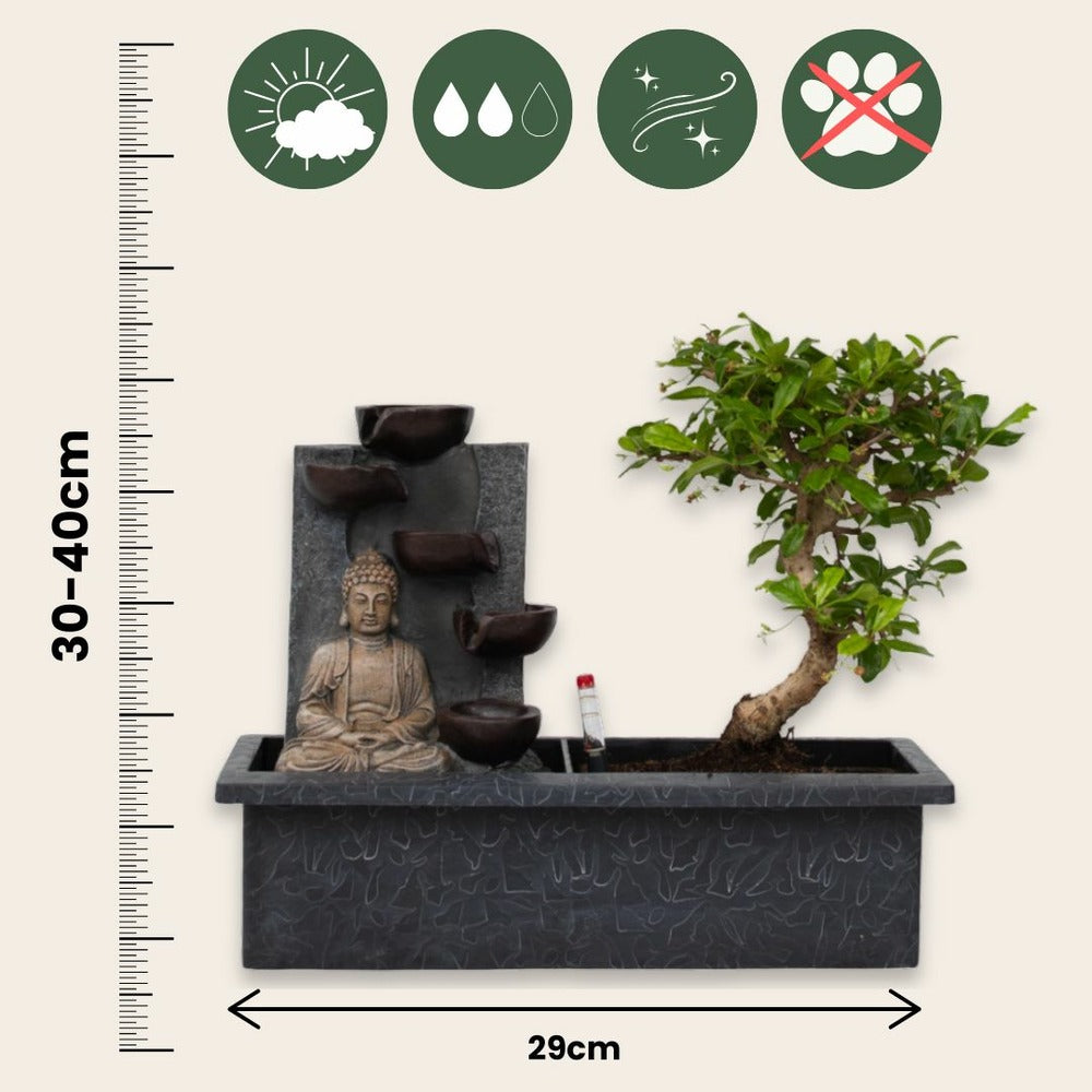  Bonsaï - Bonsai - Hauteur 25-35cm - ⌀29cm