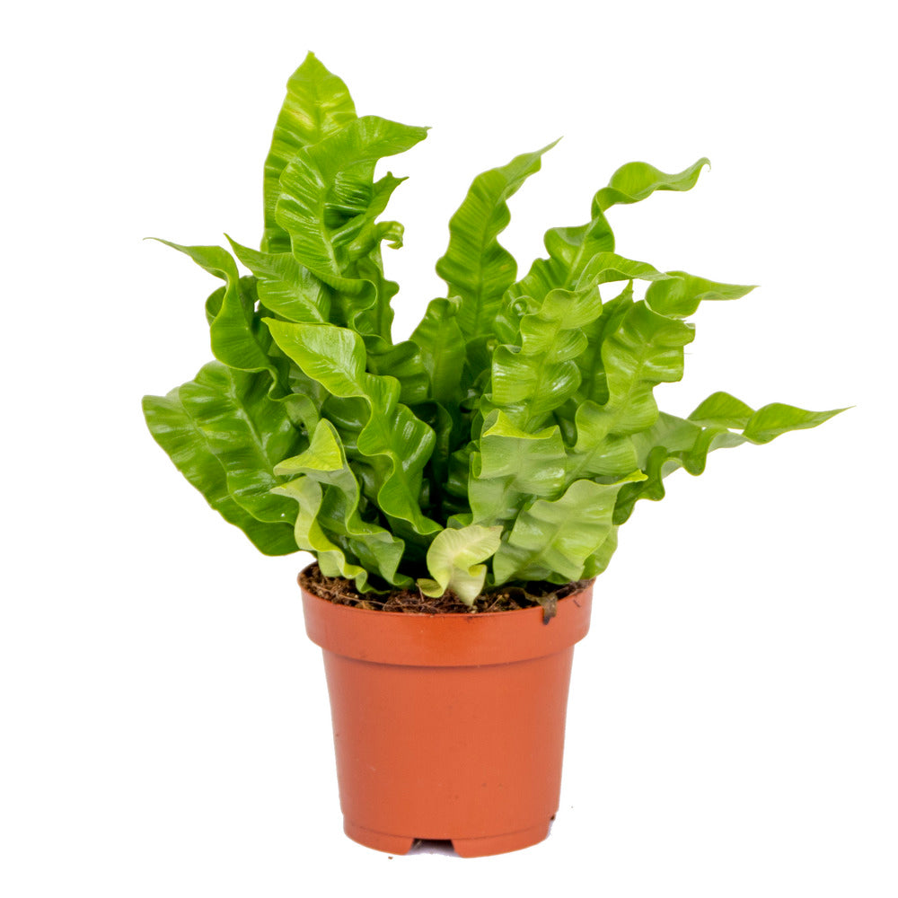  Asplenium Crispy Wave - Fougère Nid D’oiseau - Plante D’intérieur - 20-30 Cm De Haut - Pot 12 Cm
